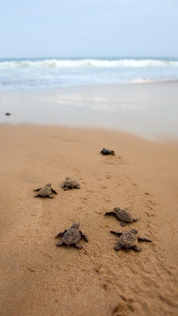 baby turtles on beach