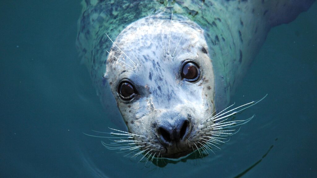 grey seal close up