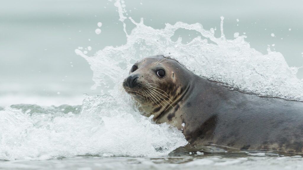 grey seal in water